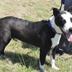 Animal of the Week: Tux