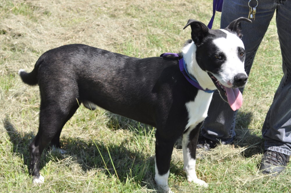 Dog Of The Week, Tux