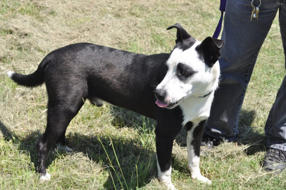 Dog of the week-Tux