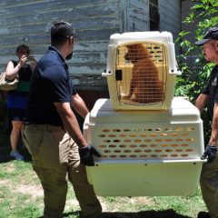 Hopkins County Sheriff’s Office/SPCA of Texas Seize 12 Dogs, 2 Horses from Como Residence