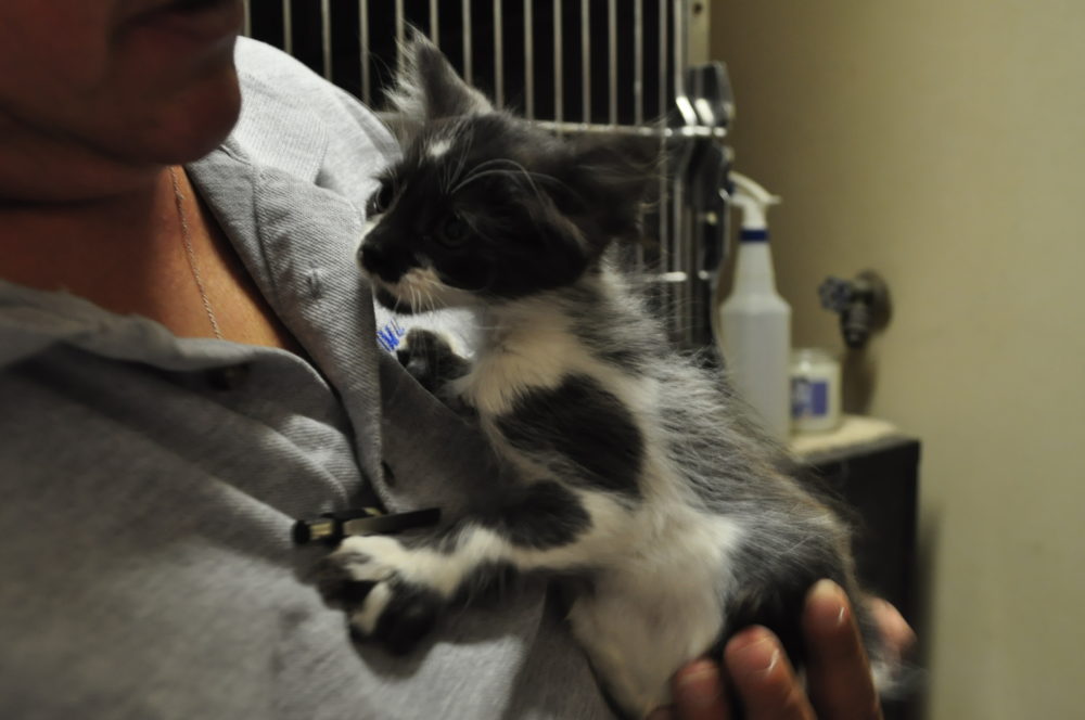 Animal of the week- checkers