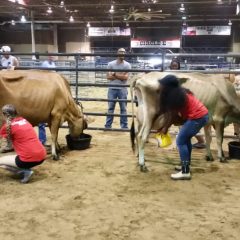 2016 Dairy Festival Milking Contest Winners