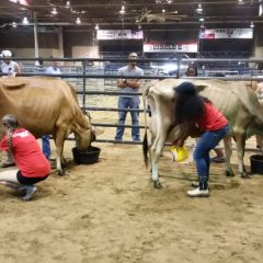 2016 Dairy Festival Milking Contest Winners