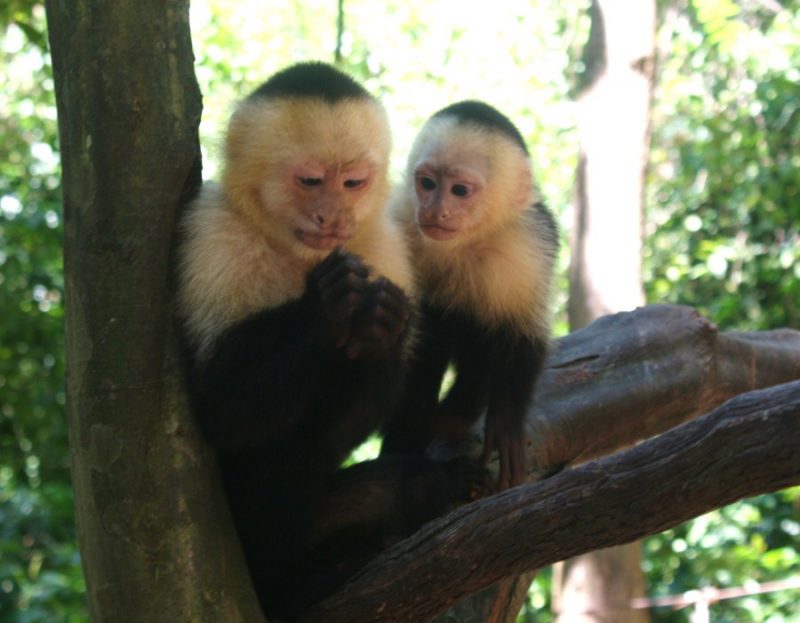 honduras monkeys