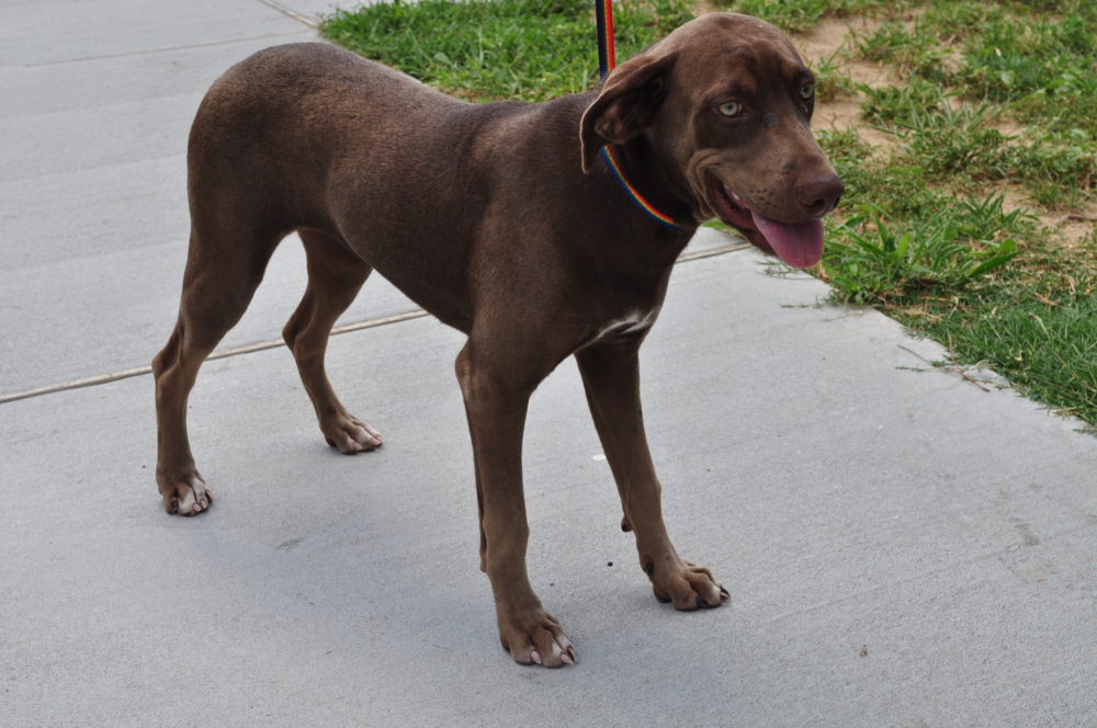 blue lacy lab mix