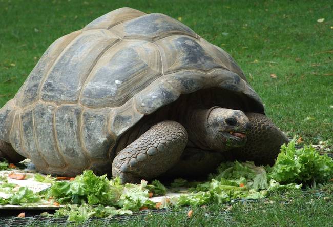 Giant Tortious turtle