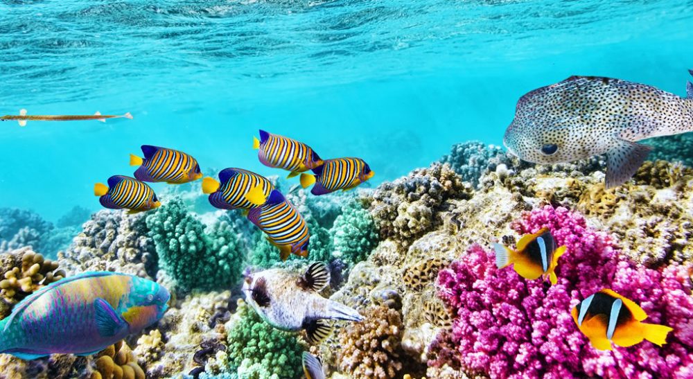 Great Barrier Reef