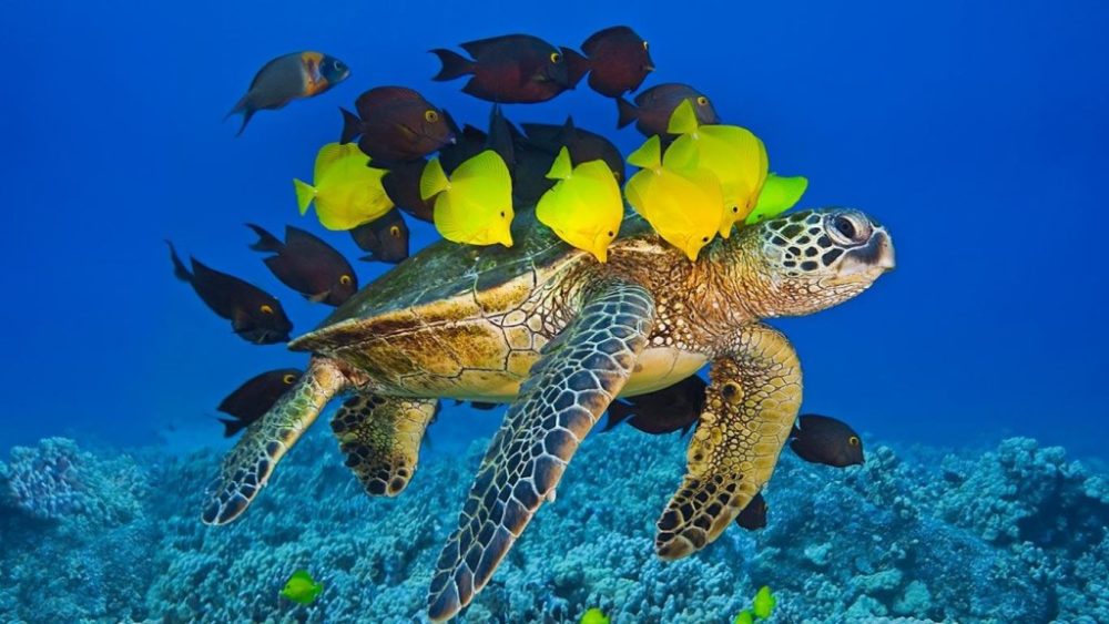 Great Barrier Reef