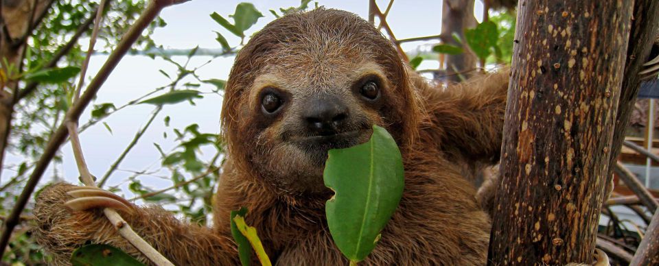 sloths