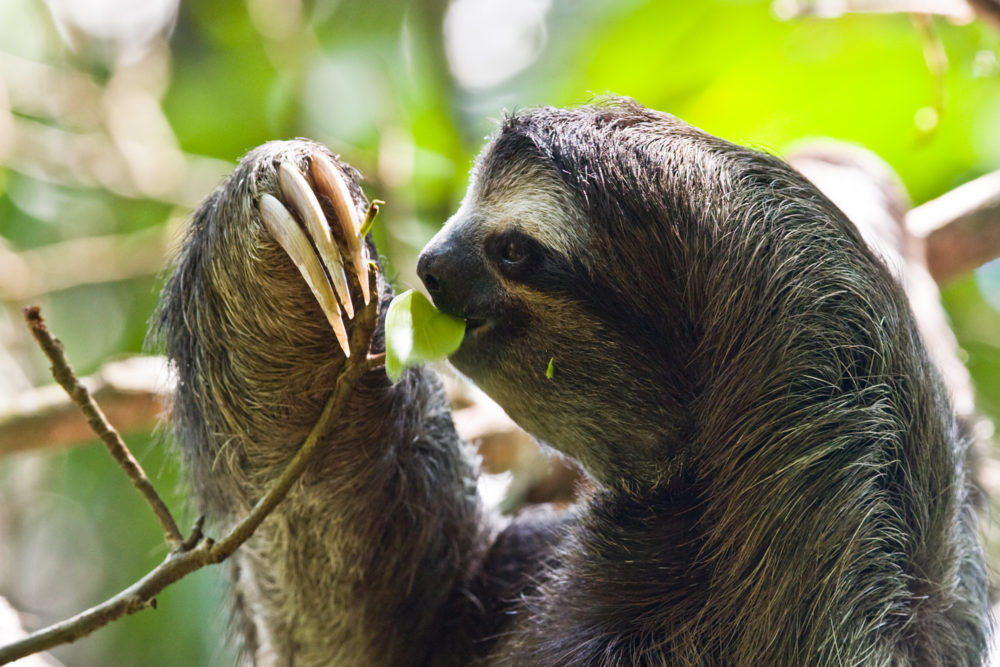 sloths