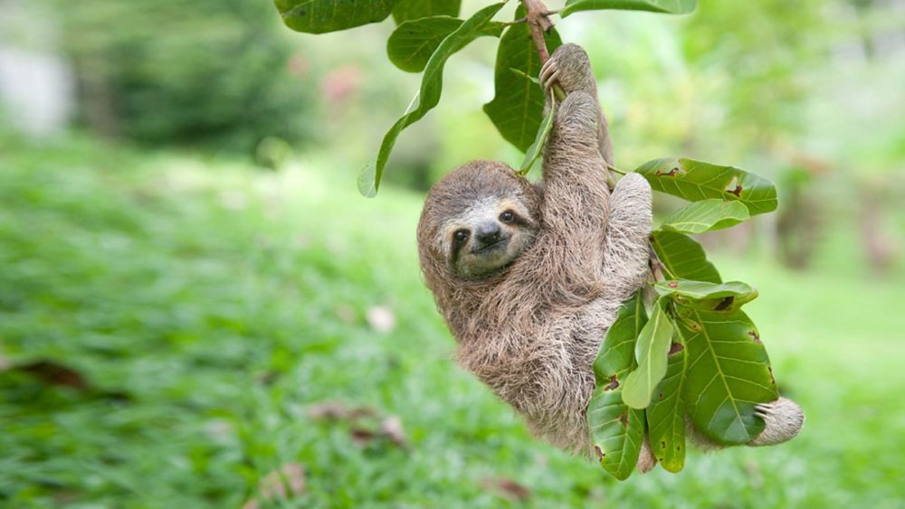 The Life Of The Sloth! - Ksst Radio