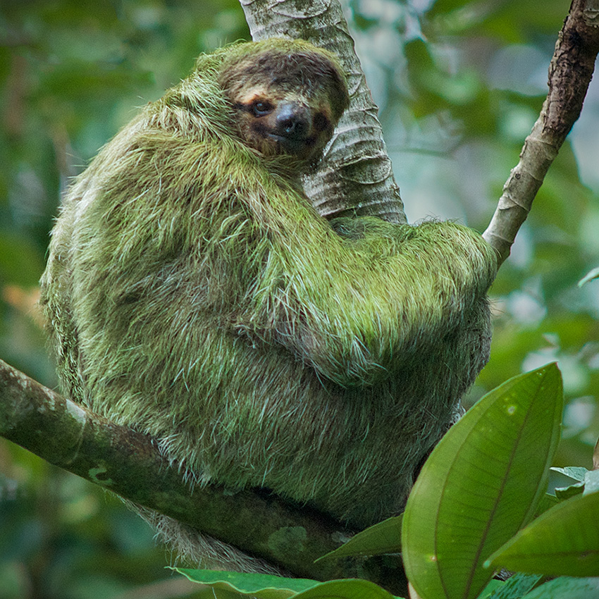 sloths