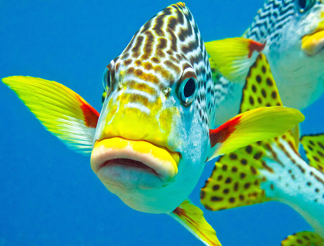 Great Barrier Reef