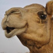 The Life Of Camels!
