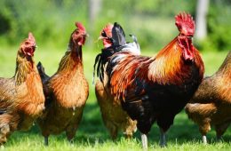 One Dozen Per Visit For Some Stores