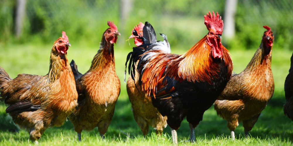 chickens
