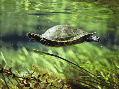 Freshwater Turtle