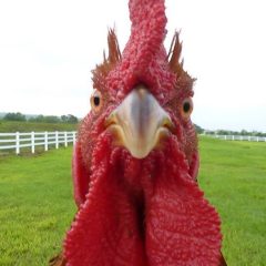 Avian Influenza Detected in Commerical Broiler Breeder Farm in Hopkins County