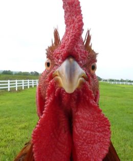 Survey Finds Chick-fil-A is the Top First-Date Choice for Texas Men.