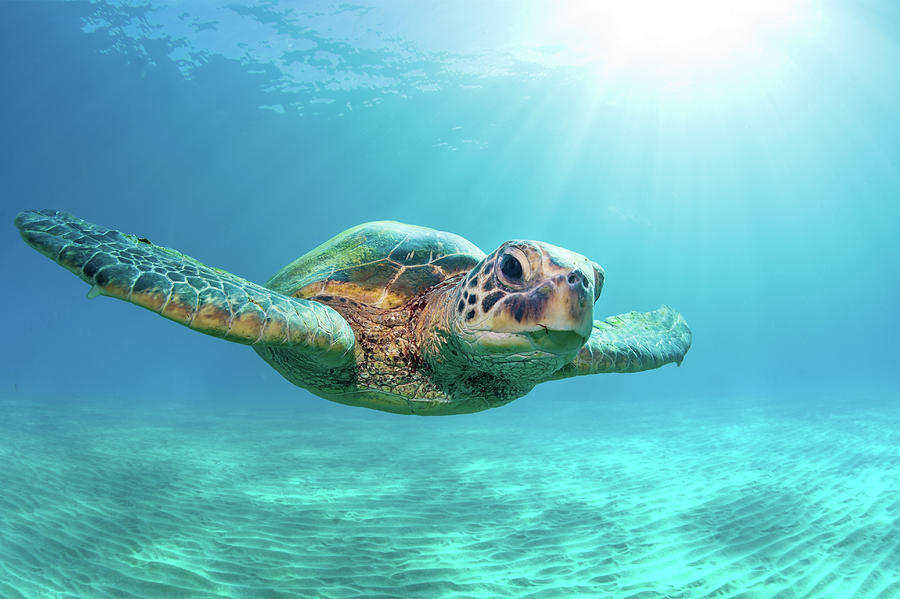 SeaTurtle