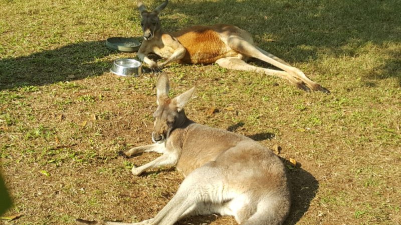 Sleeping Kangaroos