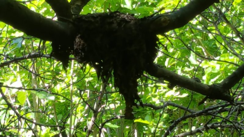 Noddy Tern Nest