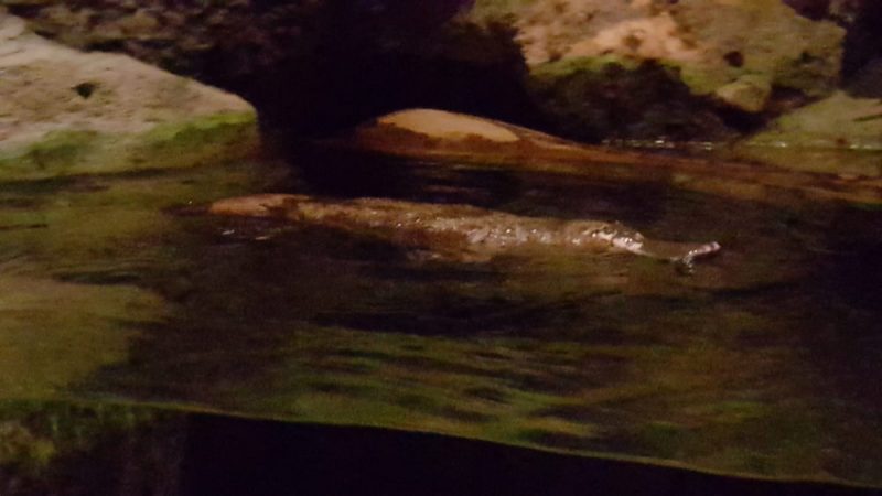 Platypus