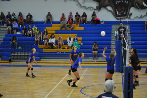 Ladycat volleyball 2016