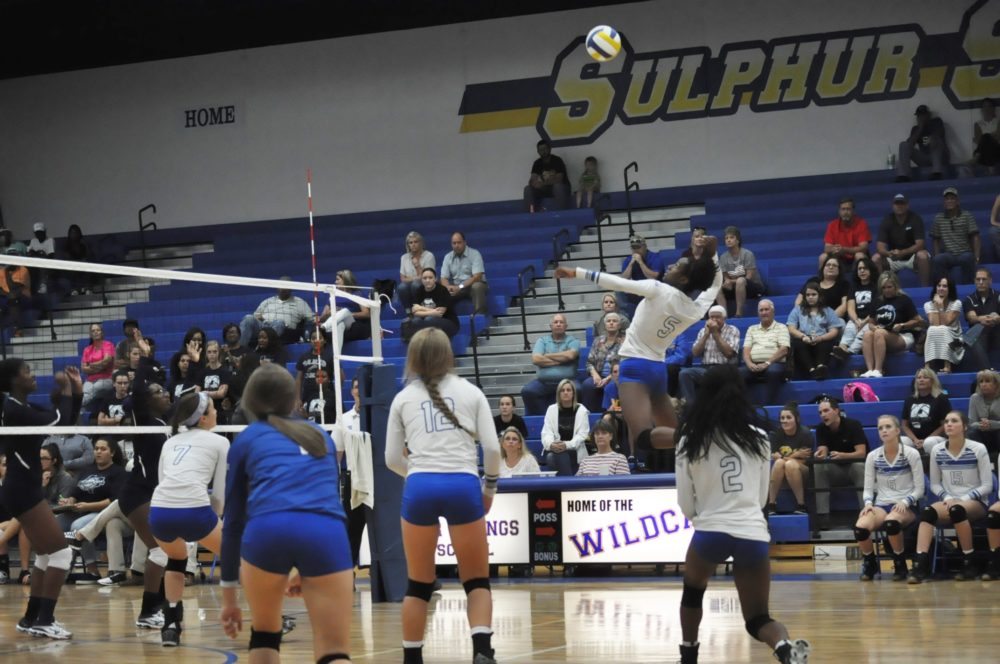 Lady Cat Volleyball 2016