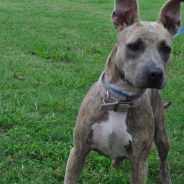 Animal Of The Week: Daisy