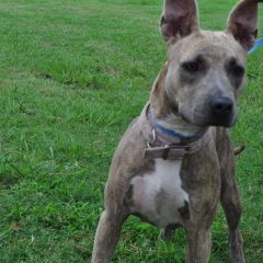 Animal Of The Week: Daisy