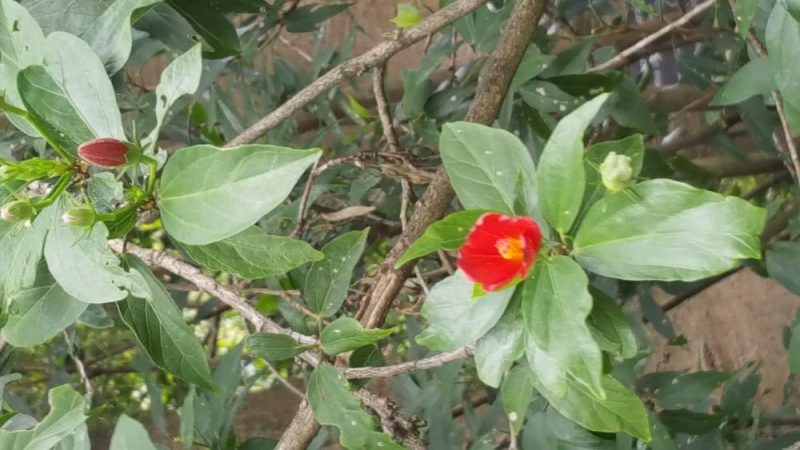 botanical gardens