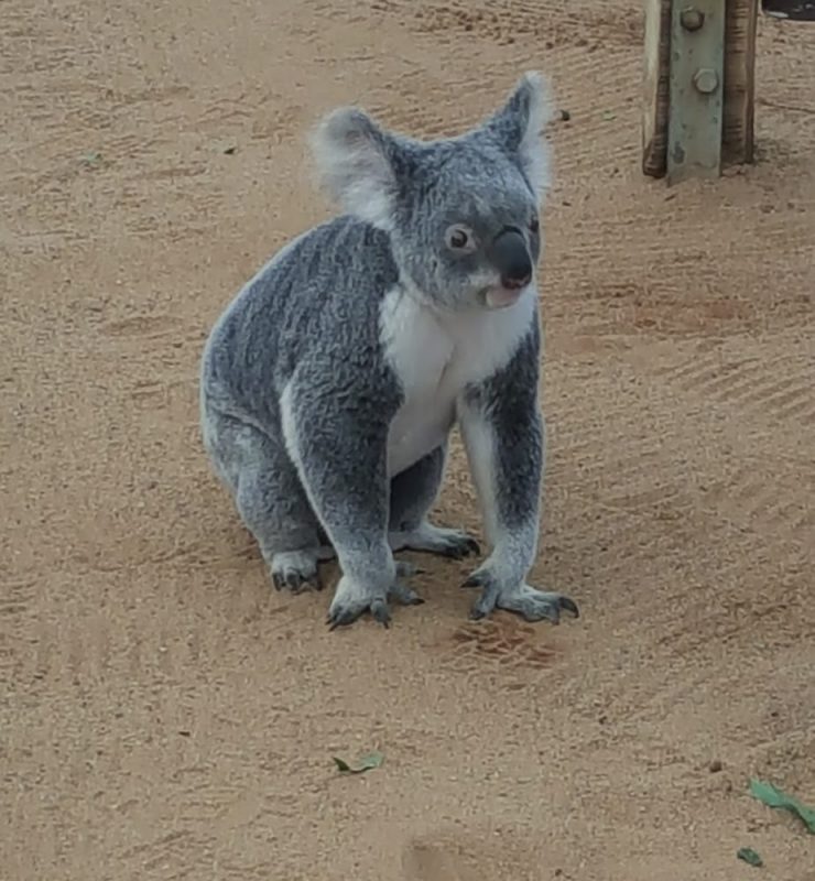koala