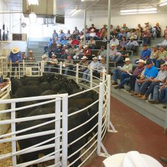 NETBIO Sale Produces Another Record