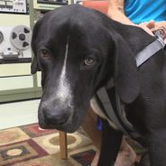 Hearts of Life Presents Ci Ci for Adoption