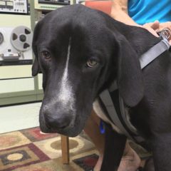 Hearts of Life Presents Ci Ci for Adoption