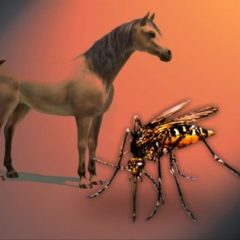 Equine West Nile Increasing in East Texas