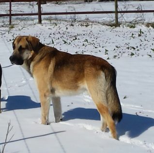 cooter-full-snow