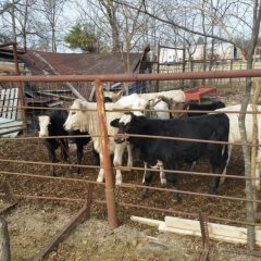 Property Hearing Tuesday Determines Fate of Seized Malnourished Cattle