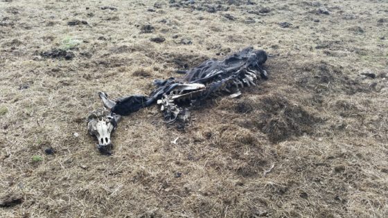 dead-cow