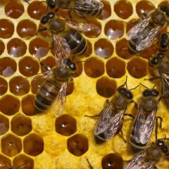 Warming Trend Brings out the Bees