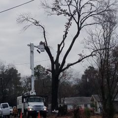 A Mighty Oak From an Acorn Grows