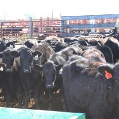 Cattle Prices Continue To Fall While Grocery Store Prices On The Rise