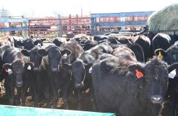 More Suspects Caught Up in Cattle Theft