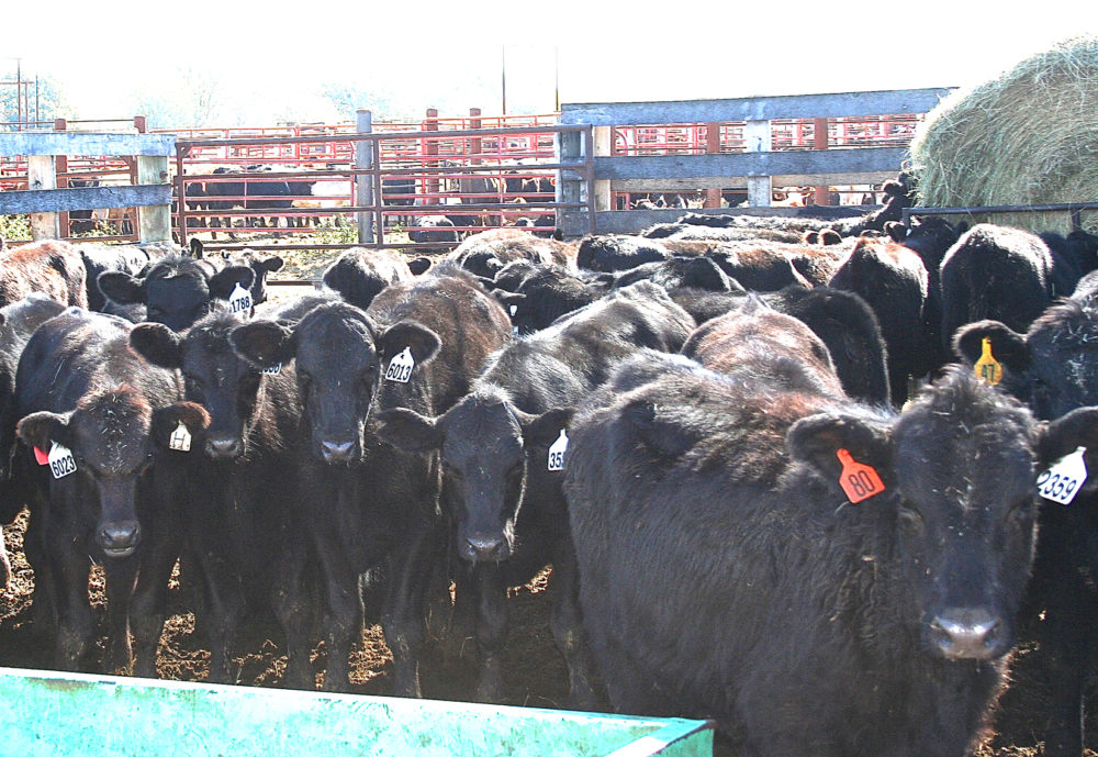 Cattle Prices Continue To Fall While Grocery Store Prices On The Rise