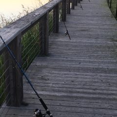 Rainbow Trout Stocking Returns to Texas Waters Nov. 26