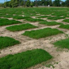 AgriLife Pasture Management Program Planned in Overton, February 17