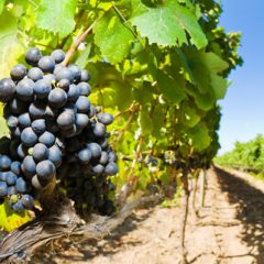 Wine Grape Grower Workshop Set for Los Pinos Ranch, Pittsburg