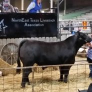 Hopkins County Junior Market Livestock Sale of Champions Final Total $363,882–A Record Total