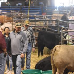 Picture Story: NETLA Show Underway; Sale of Champions Saturday